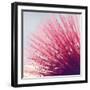 Little Wonders-Incredi-Framed Photographic Print