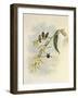 Little Wood-Star, Ch?tocercus Bombus-John Gould-Framed Giclee Print