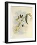 Little Wood-Star, Ch?tocercus Bombus-John Gould-Framed Giclee Print