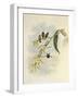 Little Wood-Star, Ch?tocercus Bombus-John Gould-Framed Giclee Print