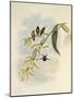 Little Wood-Star, Ch?tocercus Bombus-John Gould-Mounted Giclee Print