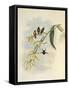 Little Wood-Star, Ch?tocercus Bombus-John Gould-Framed Stretched Canvas