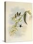 Little Wood-Star, Ch?tocercus Bombus-John Gould-Stretched Canvas