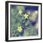 Little Yellow Flowers-Incredi-Framed Giclee Print
