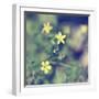 Little Yellow Flowers-Incredi-Framed Giclee Print