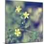 Little Yellow Flowers-Incredi-Mounted Giclee Print