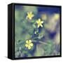 Little Yellow Flowers-Incredi-Framed Stretched Canvas