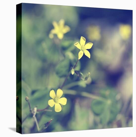 Little Yellow Flowers-Incredi-Stretched Canvas