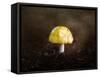 Little Yellow Mushroom-Jai Johnson-Framed Stretched Canvas