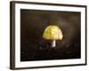 Little Yellow Mushroom-Jai Johnson-Framed Giclee Print