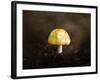 Little Yellow Mushroom-Jai Johnson-Framed Giclee Print