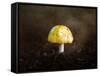 Little Yellow Mushroom-Jai Johnson-Framed Stretched Canvas