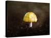 Little Yellow Mushroom-Jai Johnson-Stretched Canvas