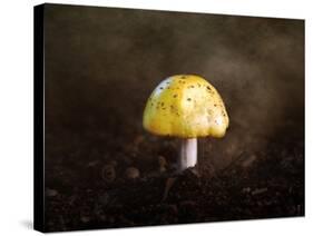 Little Yellow Mushroom-Jai Johnson-Stretched Canvas