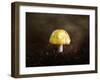 Little Yellow Mushroom-Jai Johnson-Framed Giclee Print