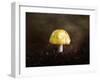 Little Yellow Mushroom-Jai Johnson-Framed Giclee Print