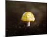 Little Yellow Mushroom-Jai Johnson-Mounted Giclee Print