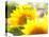 Live Laugh Love: Sunflower-Nicole Katano-Stretched Canvas