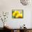 Live Laugh Love: Sunflower-Nicole Katano-Framed Stretched Canvas displayed on a wall