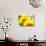 Live Laugh Love: Sunflower-Nicole Katano-Photo displayed on a wall