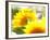 Live Laugh Love: Sunflower-Nicole Katano-Framed Photo