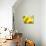 Live Laugh Love: Sunflower-Nicole Katano-Stretched Canvas displayed on a wall