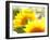 Live Laugh Love: Sunflower-Nicole Katano-Framed Photo