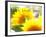 Live Laugh Love: Sunflower-Nicole Katano-Framed Photo