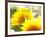 Live Laugh Love: Sunflower-Nicole Katano-Framed Photo