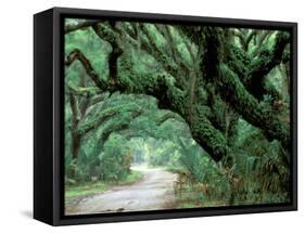 Live Oak and Ferns, Cumberland Island, Georgia, USA-Marilyn Parver-Framed Stretched Canvas