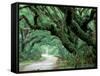 Live Oak and Ferns, Cumberland Island, Georgia, USA-Marilyn Parver-Framed Stretched Canvas