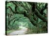 Live Oak and Ferns, Cumberland Island, Georgia, USA-Marilyn Parver-Stretched Canvas