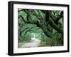 Live Oak and Ferns, Cumberland Island, Georgia, USA-Marilyn Parver-Framed Photographic Print