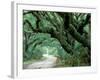 Live Oak and Ferns, Cumberland Island, Georgia, USA-Marilyn Parver-Framed Photographic Print