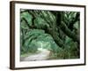 Live Oak and Ferns, Cumberland Island, Georgia, USA-Marilyn Parver-Framed Photographic Print