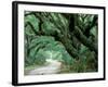 Live Oak and Ferns, Cumberland Island, Georgia, USA-Marilyn Parver-Framed Photographic Print