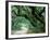 Live Oak and Ferns, Cumberland Island, Georgia, USA-Marilyn Parver-Framed Photographic Print