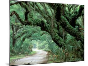 Live Oak and Ferns, Cumberland Island, Georgia, USA-Marilyn Parver-Mounted Photographic Print