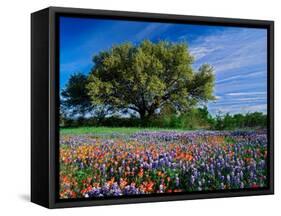 Live Oak, Paintbrush, and Bluebonnets in Texas Hill Country, USA-Adam Jones-Framed Stretched Canvas