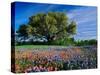 Live Oak, Paintbrush, and Bluebonnets in Texas Hill Country, USA-Adam Jones-Stretched Canvas