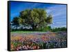 Live Oak, Paintbrush, and Bluebonnets in Texas Hill Country, USA-Adam Jones-Framed Stretched Canvas