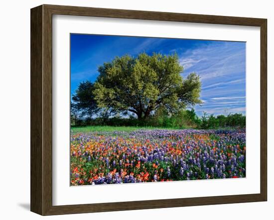 Live Oak, Paintbrush, and Bluebonnets in Texas Hill Country, USA-Adam Jones-Framed Premium Photographic Print