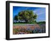 Live Oak, Paintbrush, and Bluebonnets in Texas Hill Country, USA-Adam Jones-Framed Premium Photographic Print