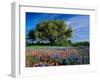 Live Oak, Paintbrush, and Bluebonnets in Texas Hill Country, USA-Adam Jones-Framed Premium Photographic Print