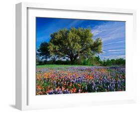 Live Oak, Paintbrush, and Bluebonnets in Texas Hill Country, USA-Adam Jones-Framed Premium Photographic Print