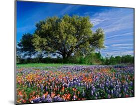 Live Oak, Paintbrush, and Bluebonnets in Texas Hill Country, USA-Adam Jones-Mounted Premium Photographic Print