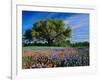 Live Oak, Paintbrush, and Bluebonnets in Texas Hill Country, USA-Adam Jones-Framed Photographic Print