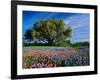 Live Oak, Paintbrush, and Bluebonnets in Texas Hill Country, USA-Adam Jones-Framed Photographic Print