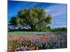 Live Oak, Paintbrush, and Bluebonnets in Texas Hill Country, USA-Adam Jones-Mounted Photographic Print