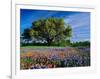 Live Oak, Paintbrush, and Bluebonnets in Texas Hill Country, USA-Adam Jones-Framed Photographic Print